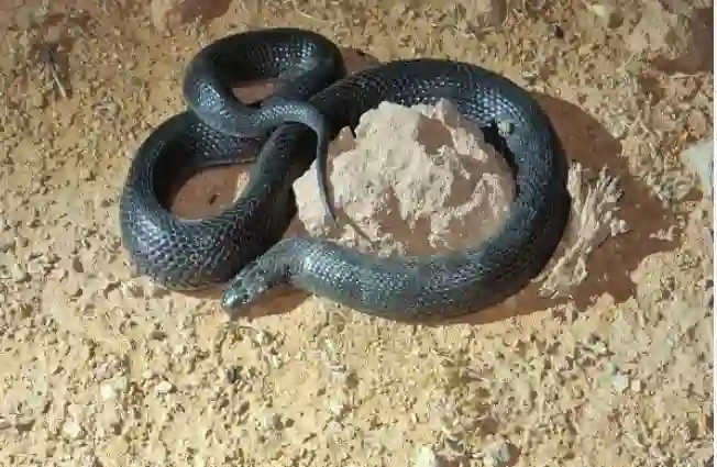 خبير ثعابين يحذر من الثعبان الاسود الذي انتشر في السعودية